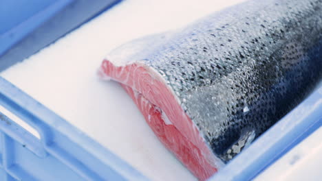 Fresh-Cut-Of-Salmon-On-Display-Inside-The-Blue-Crate-At-The-Market