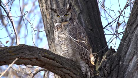Great-Horned-Owl-perching-on-a-tree-and-observing-its-surrounding