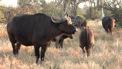 Nahansicht-Des-Afrikanischen-Kapbüffels,-Der-An-Einem-Sonnigen-Morgen-Auf-Gras-Weidet