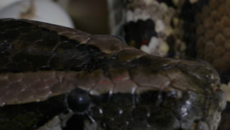 Python-mother-protecting-her-hatching-babies-and-eggs