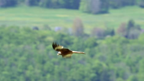Tracking-shot-of-majestic-red-kite-eagle-glides-through-the-air-in-slow-motion-in-front-of-green-forest