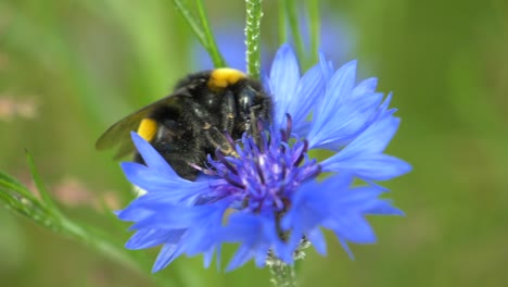 Macro-shot-of-wild-bumblebee-collecting-pollen-of-blue-flower-in-wilderness-during-sunny-day-in-spring-season