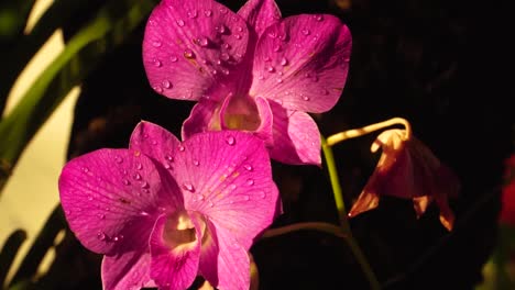 Pétalos-De-Flores-Violetas-Vibrantes-Con-Gotas-De-Agua,-Flores-De-Orquídeas-Silvestres-De-Cerca