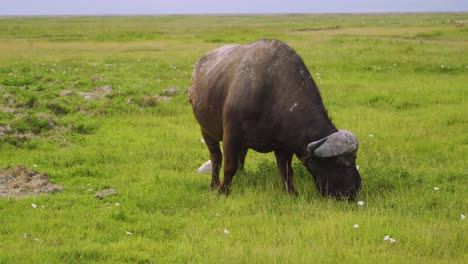 Big-african-buffalo-eating-green-grass-on-a-meadow-in-the-wild-near-a-white-bird-walks-in-the-african-savanna