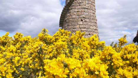 Flores-Amarillas-Florecientes-De-Arbustos-De-Tojo-Con-Una-Mujer-Caminando-Hacia-La-Torre-De-Minas-De-Plomo-Ballycorus-Al-Fondo-En-El-Condado-De-Dublín,-Irlanda