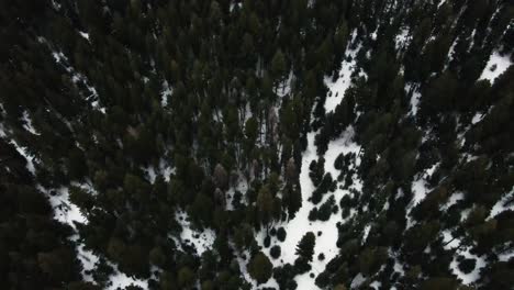 Birds-eye-drone-shot-over-snowy-forest-in-British-Columbia,-Canada