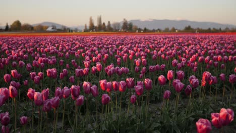 Drängt-Sich-In-Ein-Feld-Mit-Rosa-Tulpenblüten