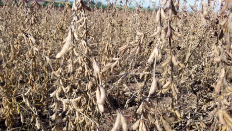 Dry-soybean-in-plantation-during-sunny-day