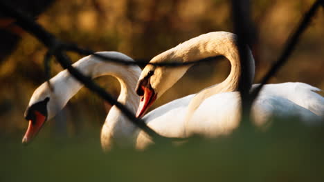 Pair-Of-White-Swan-Foraging-The-Lift-Up-Their-Long-Neck-On-A-Sunny-Sunrise