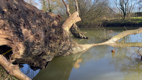 Shot-of-a-murky-brown-river-with-a-fallen-tree-lying-in-the-water,-bright-winters-day