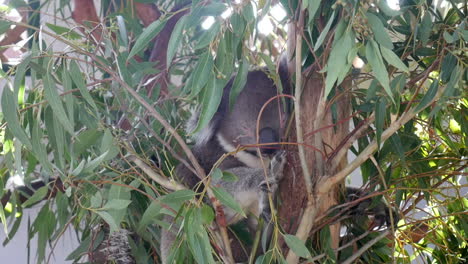 Wundervoller-Koala,-Der-In-Einem-Baum-Schläft
