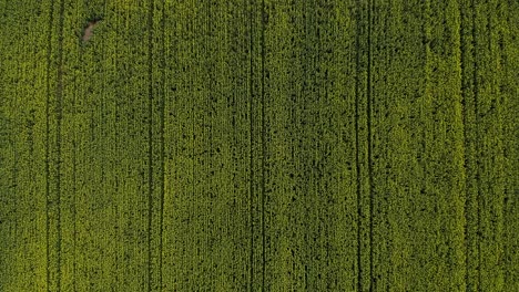 Bird's-Eye-View-Of-Rapeseed-Field-During-Spring---aerial-drone-shot