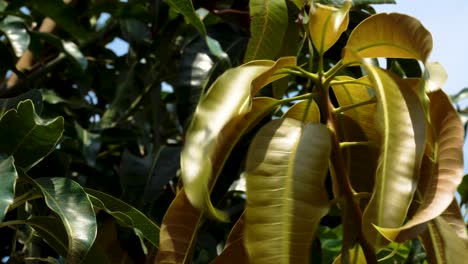 Close-up-shot-of-waving-leaves-of-Mango-Tree-during-sunlight-and-blue-sky-in-backdrop