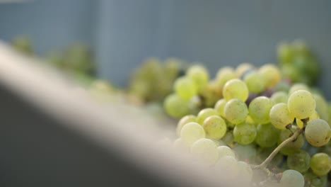 Detail-of-white-grapes-in-a-box-at-harvest