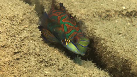 Mandarinenfische-Schwimmen-über-Sandigem-Felsboden-Auf-Den-Palau-Inseln