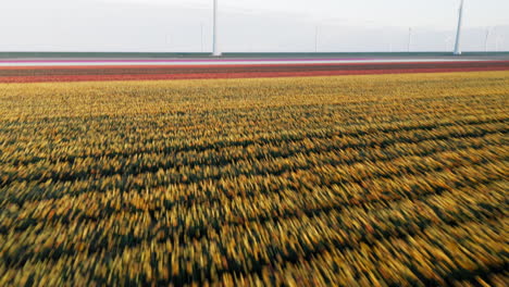 Blossoming-Dutch-Tulip-Flowers-On-Fields-Near-Wind-Turbines-At-Wind-Farm-In-Flevoland,-Netherlands