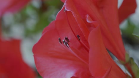 Close-up-of-Spring-Azalea-flower