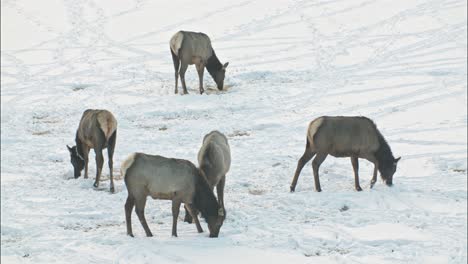 A-herd-of-Elk-grazing-on-a-field-in-the-winter