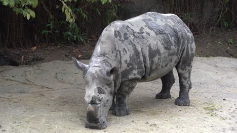 Muddy-rhino-rhinoceros-living-in-the-dirts-mud-life-in-the-zoo-wildlife-sanctuary