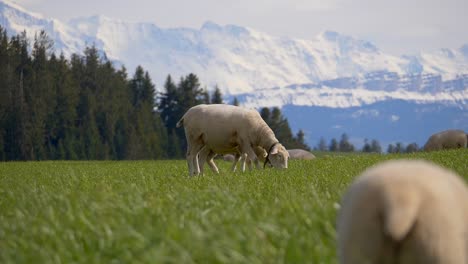 Cinematic-shot-of-sheep-herd-grazing-on-meadow-in-front-of-forest-trees-and-white-snowy-mountains-in-summer