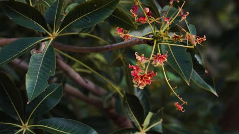 Cashew-nut-tree-tiny-reddish-flowers-in-bloom-on-leafy-branch-close-up
