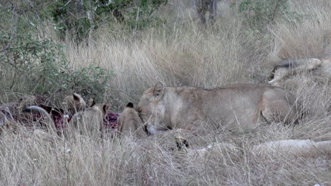 Close-view-of-lioness-and-cubs-feeding-on-bloody-carcass-in-tall-grass