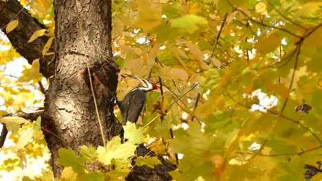 Pileated-woodpecker-pecking-at-tree-trunk-in-autumn,-surrounded-by-yellow-leaves