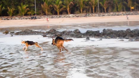 Ein-Glücklicher-Junger-Streunender-Hund,-Der-Mit-Einem-Deutschen-Schäferhund-Am-Strand-Spielt-|-Streunender-Hund-Neckt-Und-Spielt-Mit-Deutschem-Schäferhund-Am-Strand-Und-Läuft-Hinter-Streunendem-Hund-Am-Strand-In-Mumbai-Her
