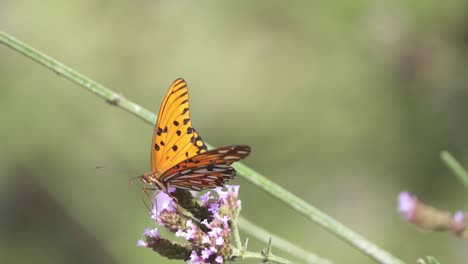 Zeitlupen-Nahaufnahme-Eines-Orangefarbenen-Schmetterlings,-Der-An-Einer-Blume-Nippt