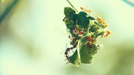 Weberameisen-Oder-Grüne-Ameisen,-Auch-Bekannt-Als-Gattung-Oecophylla,-Bauen-Eine-Kolonie-Auf-Hängenden-Blättern