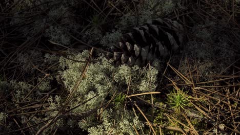 4K-moss-in-the-middle-of-pine-needles,-moss-surrounding-a-pine-cone