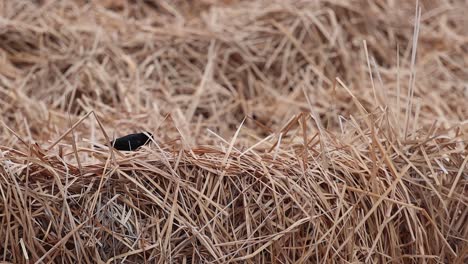 A-red-winged-blackbird-walks-along-the-tops-of-some-dry-reeds