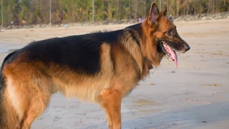Young-German-shepherd-dog-standing-on-beach-and-breathing-fast-after-running-on-beach-and-playing-video-background