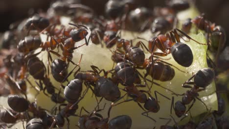 Ameisenkolonie,-Viele-Ameisen-Sammeln-Nahrung-Für-Nester,-Makroaufnahme-Von-Insekten