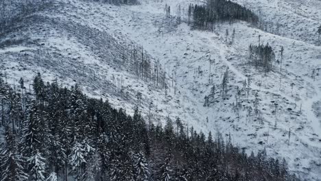 Snowy-forest-near-Zakopane,-Poland.-Aerial-forward