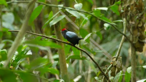 Beautiful-male-blue-backed-manakin,-colorful-bird-in-tropical-Panama-jungle