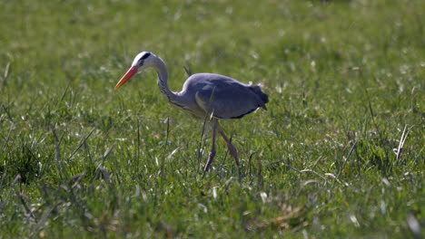 Portrait-shot-of-wild-grey-Heron-hunting-in-green-meadow-during-windy-day,-track-shot
