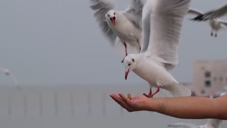 Hand-extended-and-open-as-Seagulls-flyby-almost-landing-as-they-feed