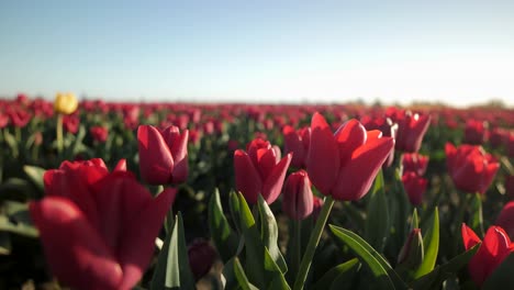 Close-up-of-red-tulip-field