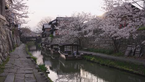 Ancient-moat-along-Omihachiman-Bori,-Shiga-Prefecture,-Spring-Sakura-Blooming