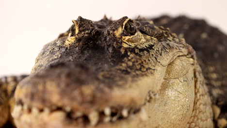 Amerikanischer-Alligator-Auf-Weißem-Hintergrund,-Steigende-Aufnahme-Von-Augen-Und-Gesicht