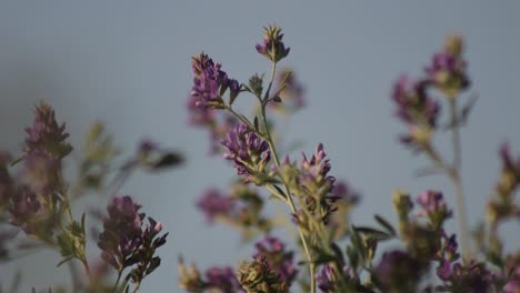 Close-up-of-Alfalfa-purple-flowers-blowing-in-the-wind,-Medicago-sativa