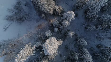 Tree-Tops-Of-Snowcovered-Pine-Woods-In-The-Town-Of-Zakopane-In-South-Poland
