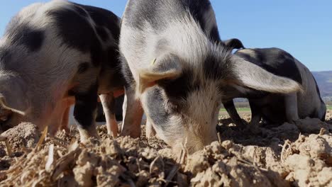 Cerdos-Jóvenes-Manchados-Buscando-Comida-En-El-Suelo-De-La-Granja-Durante-El-Día-Soleado-Y-El-Cielo-Azul