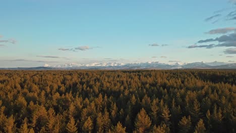 Aerial-sideways-over-coniferous-forest-and-mountain-in-background