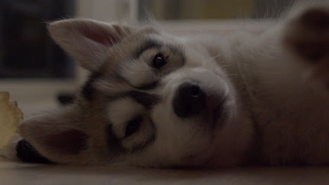 Tired-husky-puppy-resting-on-floor,-close-up-shot