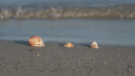 Seashell-on-sandy-sea-beach