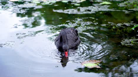 Beautiful-black-swan-swims-on-lake