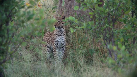 Ein-Junger-Leopard,-Der-Neben-Einem-Baum-Sitzt