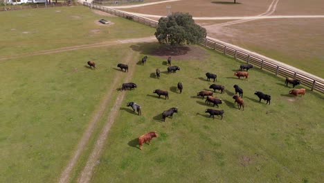 Holm-Oak-and-bulls-on-a-farm,-drone-shoots